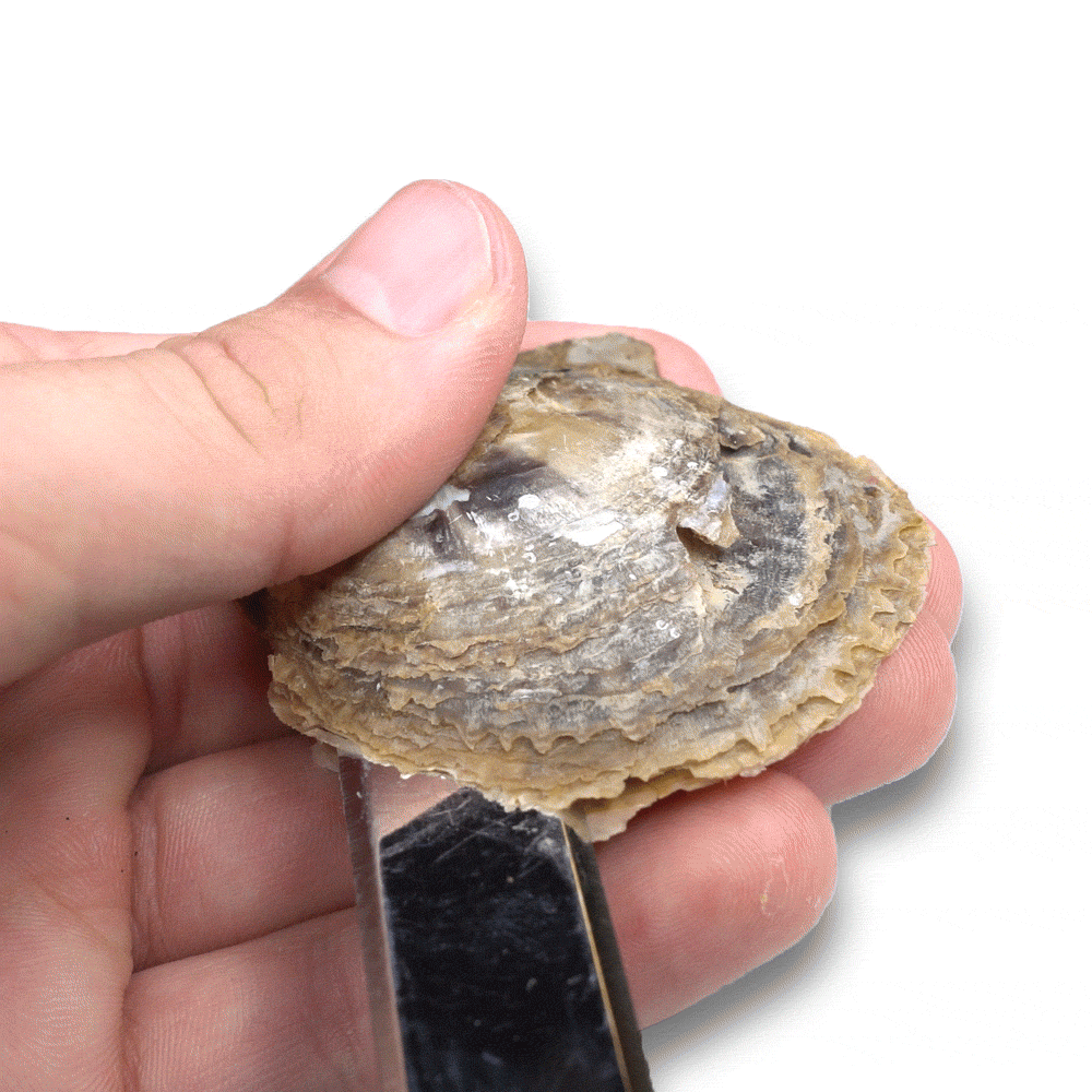 Single Oyster Opening