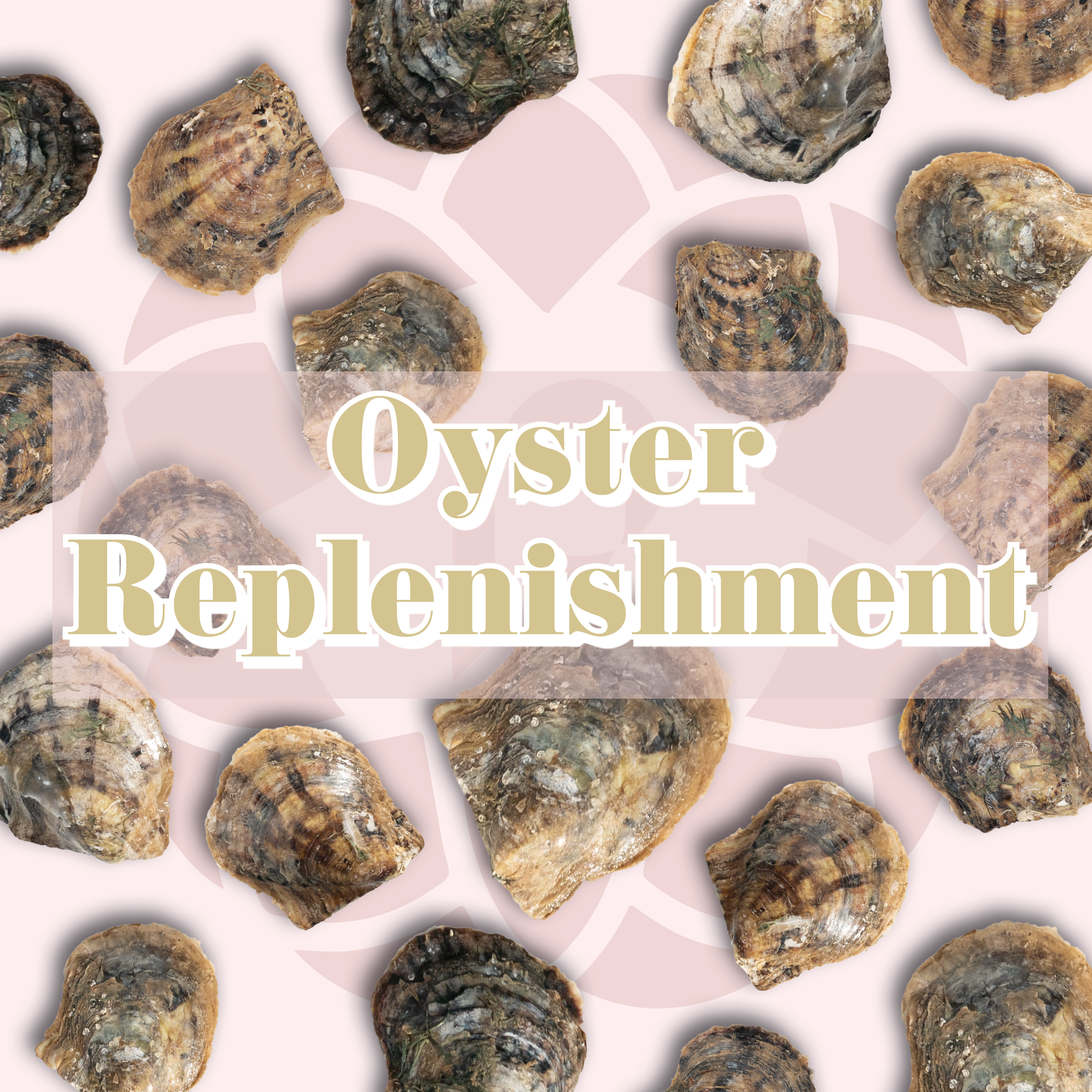 Oyster Replenishments